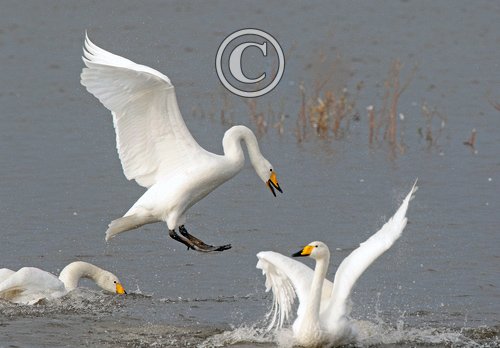 Aggresive Whooper Swans DM1720